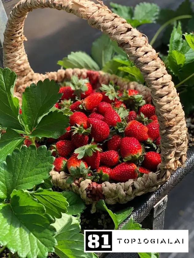 Nông trại X-Green Gia Lai