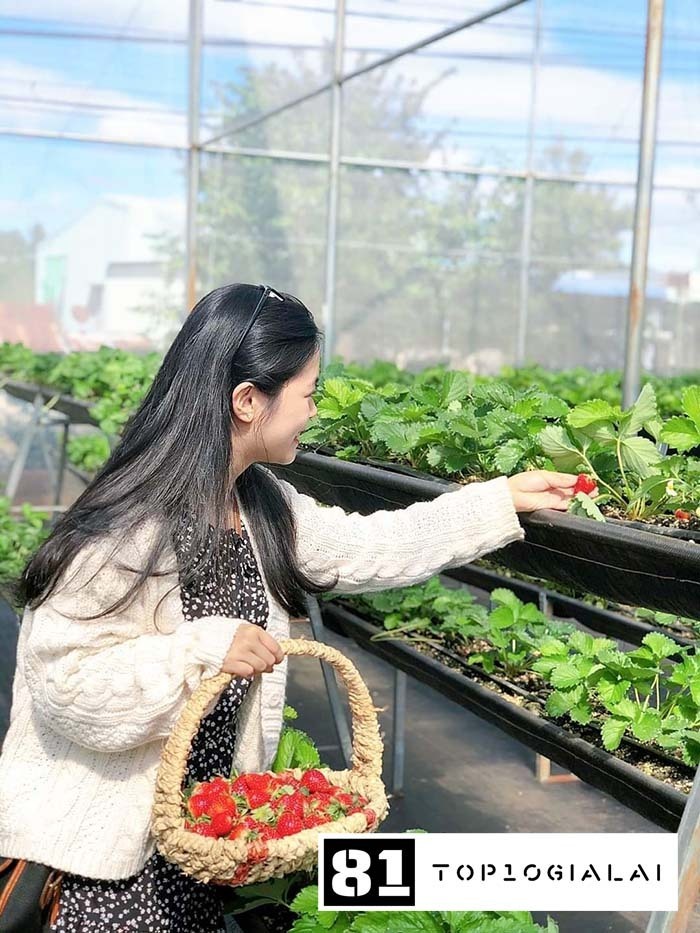 vườn dâu Gia Lai