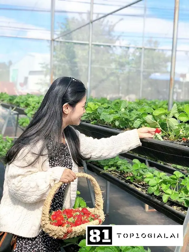 vườn dâu Gia Lai